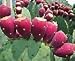 Prickly Pear Cactus Opuntia Edible Fruit 3 Seeds!
