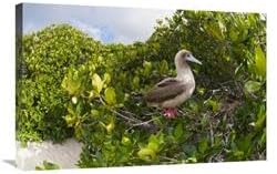20 x 30 in. Red-Footed Booby Perching Beside Nest in Mangroves, Galapagos Islands, Ecuador Art Print - Tui De Roy