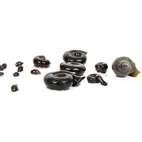 10 x mixed snails - Tadpole Bladde - Ramshorn - Greater pond snail Pond Snail Aquarium Cover