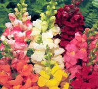 2000 Baby Snapdragon Toadflax Linaria Flower Seeds
