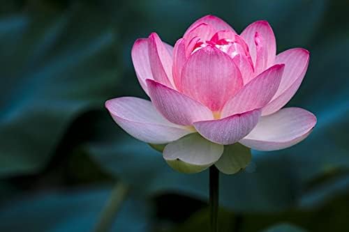 Image of Very Beautiful All Season Pink Water Lotus(Pack Of-1) /Water Kamal /Water Lily Plant (TUBER) Original Hybrid Veriety Blloming With In 30 Days For Outdoor & Indoor Live Plant.