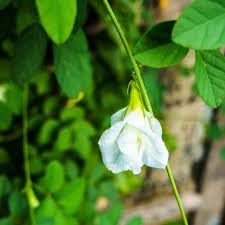 AICHPLANTANDSEEDS Aparajita Double Flower or Butterfly Pea Flower Live Plant Gorgeous Butterfly Pea Flower for Your Home Garden PLANTS.NTY