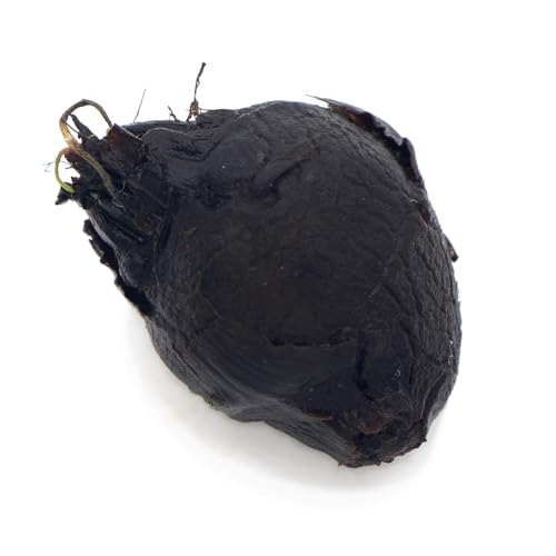 Red Tiger Lotus Bulb - Nymphaea Live Aquarium Plant Tropical Lily Fry Betta Water