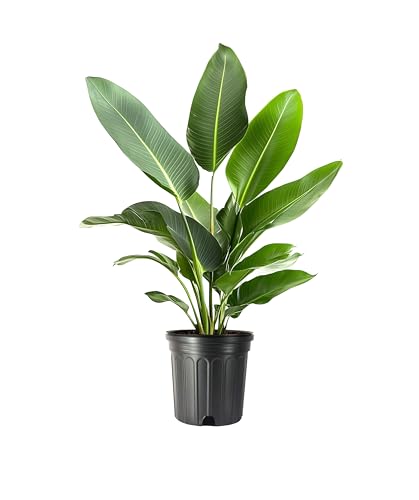 White Bird of Paradise | 1 Large Trade Gallon Size