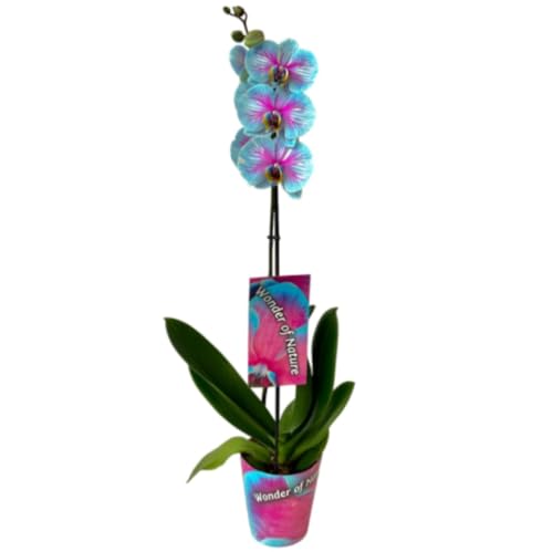 Planta natural Orquídea Phalaenopsis Bicolor, 70 cm. Planta con flores, elegante y duradera, ideal para interiores por su fácil cuidado. Segura Garden.