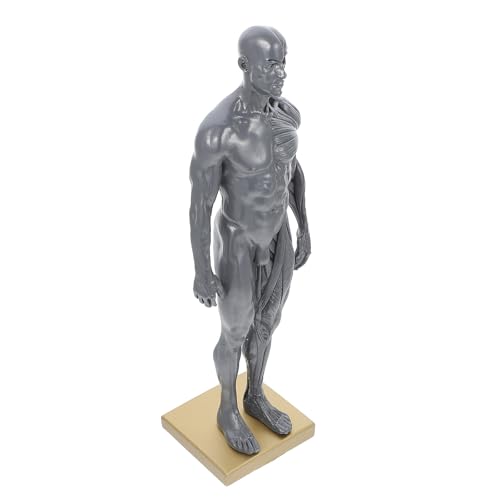 Modèle anatomique masculin résine pour comprendre la morphologie sans erreur