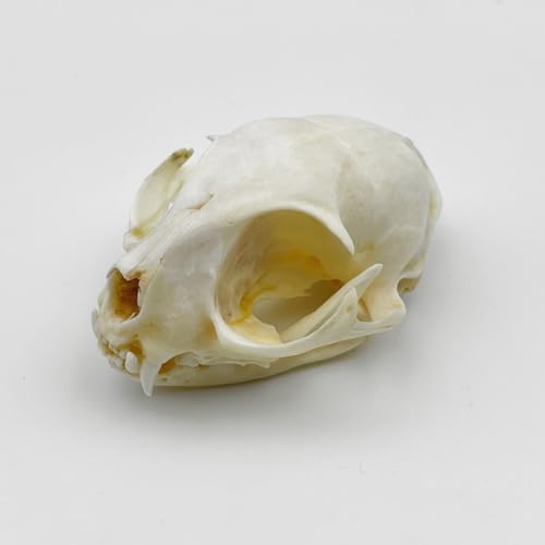 Image of Real Animal Bone Specimen Natural Taxidermy Feline Skull for Science Collection