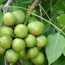 mamoncillo Fruit seeds 30pcs green