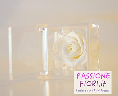 Cubo Rose Stabilizzate Bianca 5x5x5