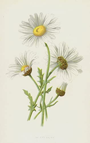 Affiche Marguerite Frederick Edward Hulme - Rompez la Monotonie de vos Murs Blancs 60x90