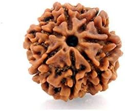 Rajarshi 7 Mukhi (Seven Faced) Rudraksha, Original & Certified