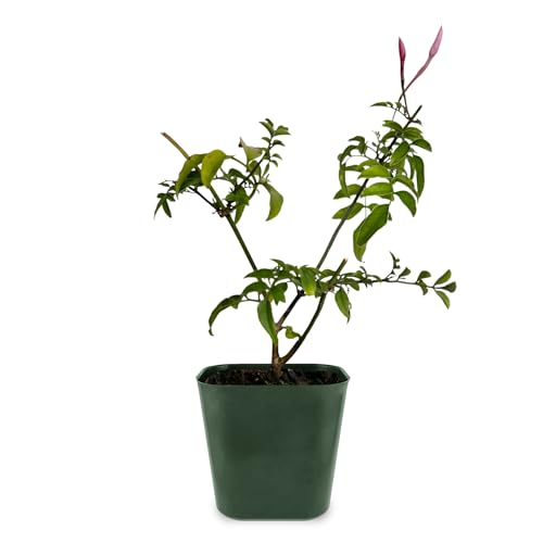 Generic Mini Pink Jasmine Vine, Fragrant and Live Houseplant, 2 Inch Pot, Jasminum Polyanthum (1) Just pruned