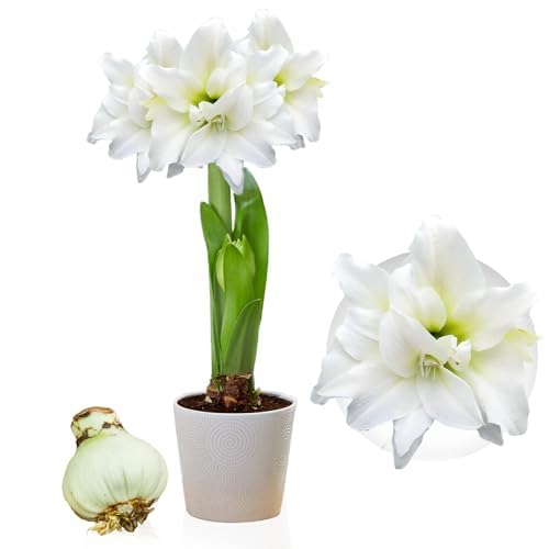Amaryllis Zwiebel Double White - 1 Blumenzwiebel in Großformat 26/30 - Exklusive Zwiebeln - Echte Pflanzen aus Holland - Hippeastrum (keine Samen, Wachs und nicht künstlich)