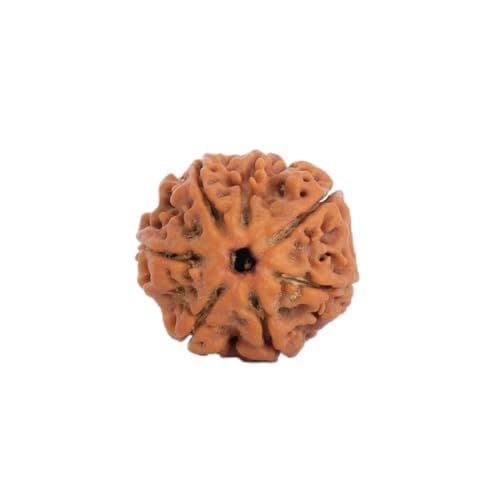 Image of Astrotalk Nepal Origin 7 Mukhi Rudraksha | Attract Wealth & Prosperity | Financial Stability, Peace & Spiritual Growth | Sacred Rudraksha Bead for Women & Men