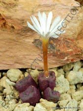 Pacchetto semi: CUBICUM Conophytum Rare @@ mesemb Succulente Esotico Seed Lig Pietre -15 Seeds:Seeds Only