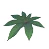 Ricinus Wunderbaum Palma Christi 10 Seeds ***4-6 Metres in First Year ***