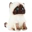 Siamese Cat 9