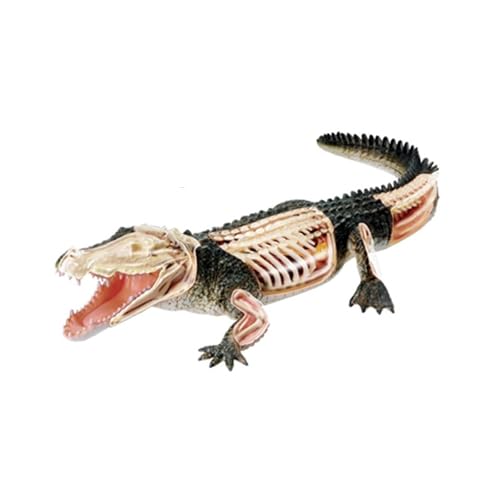 4D Vision Crocodile Anatomy Model, Detachable Organ Model 26 Components, Animal Model, Medical Training Animal Organ Models