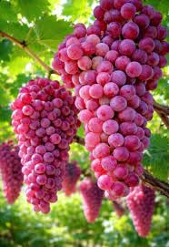 Image of G- All-Time 12 Months Hybrid (GRAFTED) Live Fruit Plant Original & Authentic Organic Tree for Outdoor Fast-Growing Fruit Plant Home Gardens Sweet Healthy Plant Pack Of-1 (Red Grapes Plant, Medium)