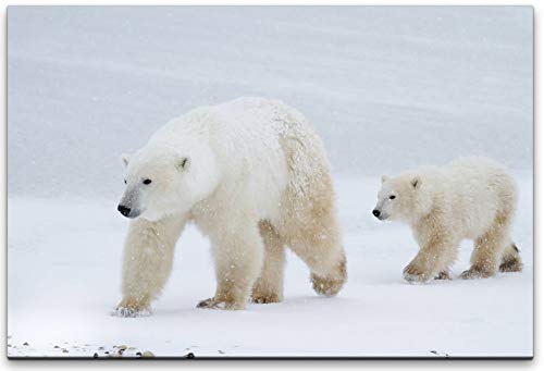 Paul Sinus Art Tableau mural avec ours polaires dans la neige - Différentes tailles - Choisissez votre taille 100 x 70 cm