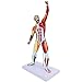 HURRISE 50Cm Multiâ€‘Color Miniature Muscular System Model, Human Muscle Anatomy Model,Human Muscles Model Body Muscle Structure of The Body for Artist Drawing Study Teaching