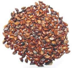 5pcs PHYLLANTHUS Emblica Tree Seeds Generic