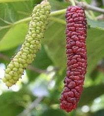 Great Fruit Producing Plant, Pakistan Mulberry Great Accent Plant for Home & Garden, Starter Plant Grows in Any Type of Soil