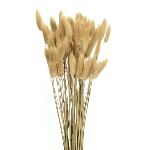 Fleurs séchées queue de lapin beige 60pcs bouquet 43cm
