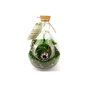 Doe-het-zelf semi-gesloten terrarium kit 37 cm | met potjes / planten