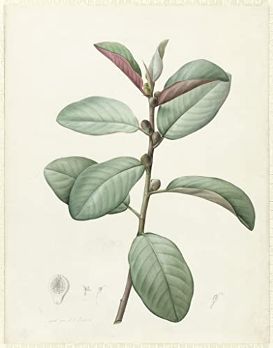 Pintura de lienzo clásica Ficus Rubeginosa 60x90cm, cuadro botánico de Redouté