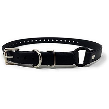 dogtra bungee collar