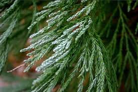 LHTL 100 Sequoiadendron Giganteum Tree Seeds Green.