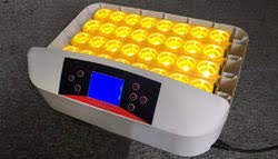 TM&W Digital Intelligent Automatic Chicken 32 Eggs Hatcher Incubator (Multicolour)