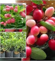 Gurveplantationi Red Berry Plum Karonda Live Fruit Plant with Plastic Pot (B0CHBB45JC) Amazon Price History, Amazon Price Tracker