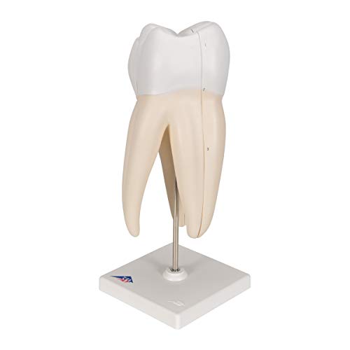 Image of 3B Scientific D10 /5 Upper Triple-Root Molar 3-part - 3B Smart Anatomy