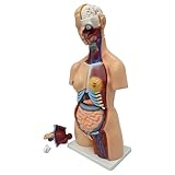 WYDDDARY Detachable Human Torso Model 31.89 in Dual-Sex Torso Anatomy Model for Medical Student, Lab & Classroom Use