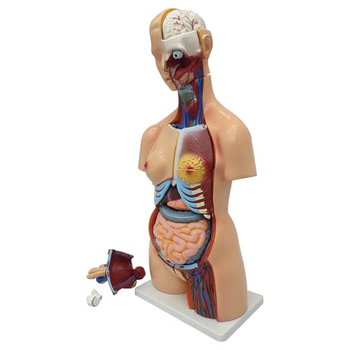 WYDDDARY Detachable Human Torso Model 31.89 in Dual-Sex Torso Anatomy Model for Medical Student, Lab & Classroom Use