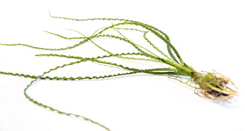 Lincolnshire Pond Plants Ltd Crinum Calamistratum - Piante tropicali per acquario - Piante ossigenanti per acquari, acquari, piante vive per aquascaping, piante acquatiche tropicali.