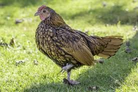6 Bantam Chicken Hatching Eggs