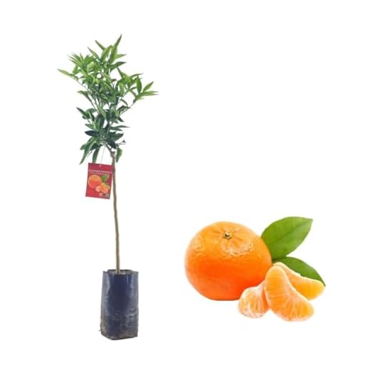 Pianta di Mandarino - Citrus Reticulata - H100cm inclusa Fitocella