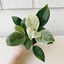 1 Healthy Plant of Philodendron Birkin in White mesh Bag, Plant is About 5" ~ 8 " Tall