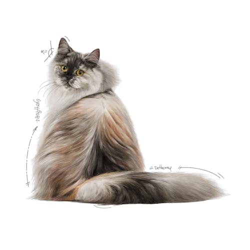 Royal Canin Hair & Skin Care Jelly | Doppelpack | 2 x 12 x 85 g | Alleinfuttermittel für Erwachsene Katzen | Stückchen in Gelee | Zur Unterstützung von Haut und Fell | Mit Omega-3