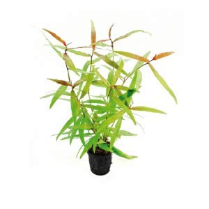 Bunnycart Polygonum Sp. Pink-10 Stem Cuttings