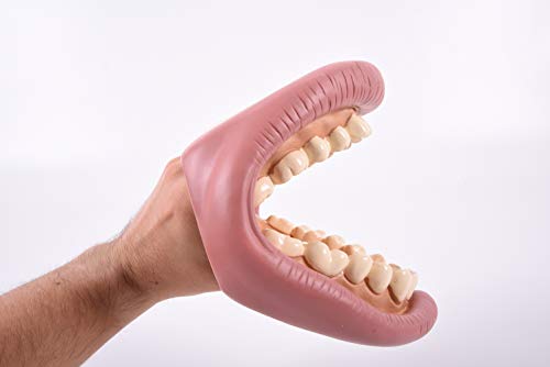 Giant Teeth Demonstration set TickiT 03083 pour apprentissage - 4