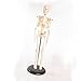 Mannequin Full Body,Skeleton Model,Human Skeleton Model for Anatomy,17”Mini Human Skeleton Model