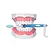 Large Dental Teeth Model,YOUYA DENTAL Teaching Study Brushing Tooth Model Tools with Toothbrush & Removable Lower Teeth for Kids Oral Care Teaching
