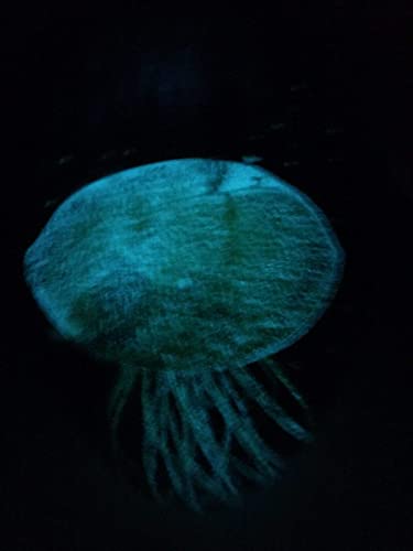 G.i.i Glass Jellyfish Paperweight, White, Glow In The Dark, With Blue Background, 4.5" H. #TOP5