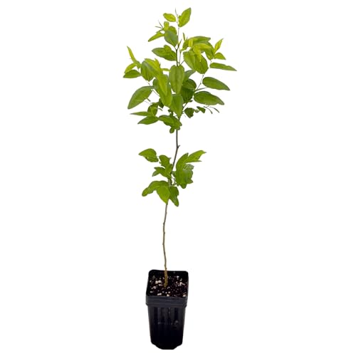 Jujube GA-866-1 Plant - Edible Fruit Tree