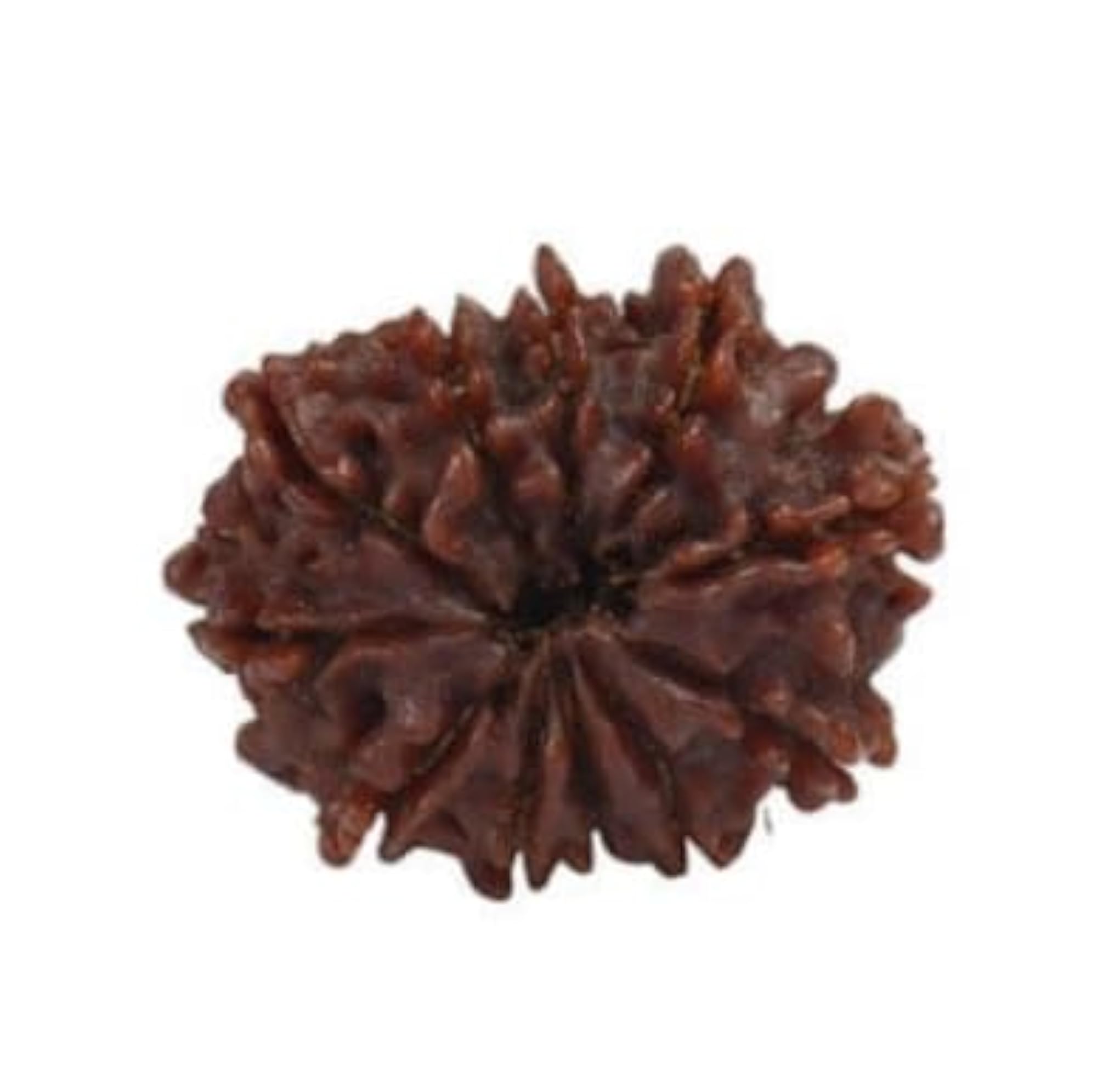 Genuine 10 Mukhi Rudraksha, Certified Nepali Beads