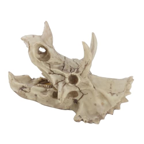 Modelo de cráneo de dinosaurio Triceratops miniatura 5